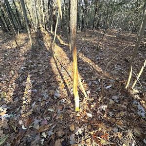 Photo #30 of SOLD property in 320 Collins Rd, Whaleyville, VA 18.5 acres
