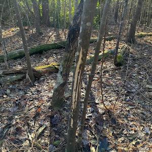 Photo #32 of SOLD property in 320 Collins Rd, Whaleyville, VA 18.5 acres