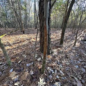 Photo #34 of SOLD property in 320 Collins Rd, Whaleyville, VA 18.5 acres