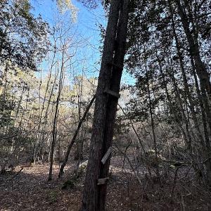 Photo #35 of SOLD property in 320 Collins Rd, Whaleyville, VA 18.5 acres