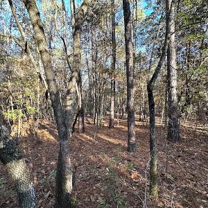 Photo #37 of SOLD property in 320 Collins Rd, Whaleyville, VA 18.5 acres