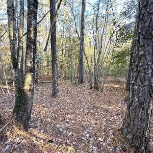 Photo #38 of SOLD property in 320 Collins Rd, Whaleyville, VA 18.5 acres