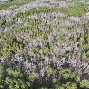 Photo #11 of SOLD property in Off Highway 58 , Warrenton, NC 12.6 acres