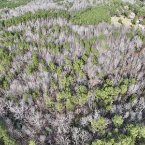 Photo #12 of SOLD property in Off Highway 58 , Warrenton, NC 12.6 acres