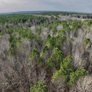Photo #14 of SOLD property in Off Highway 58 , Warrenton, NC 12.6 acres
