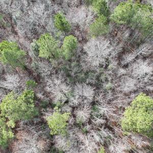 Photo #15 of SOLD property in Off Highway 58 , Warrenton, NC 12.6 acres