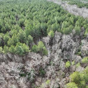 Photo #16 of SOLD property in Off Highway 58 , Warrenton, NC 12.6 acres