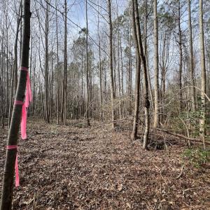 Photo #18 of SOLD property in Off Highway 58 , Warrenton, NC 12.6 acres