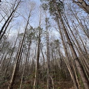 Photo #19 of SOLD property in Off Highway 58 , Warrenton, NC 12.6 acres