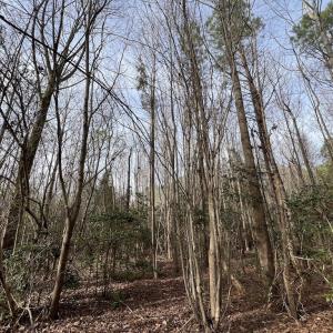 Photo #21 of SOLD property in Off Highway 58 , Warrenton, NC 12.6 acres