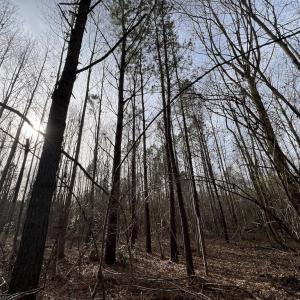 Photo #22 of SOLD property in Off Highway 58 , Warrenton, NC 12.6 acres
