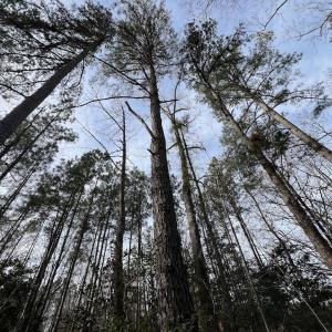 Photo #26 of SOLD property in Off Highway 58 , Warrenton, NC 12.6 acres