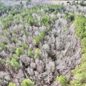 Photo #5 of SOLD property in Off Highway 58 , Warrenton, NC 12.6 acres