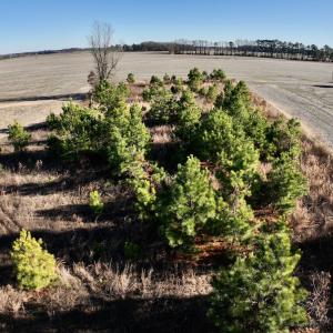 Photo #12 of SOLD property in Off Mary F. Lane, Snow Hill, NC 5.0 acres
