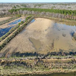 Photo #18 of SOLD property in 316 Cedar Landing Rd, Windsor, NC 88.0 acres