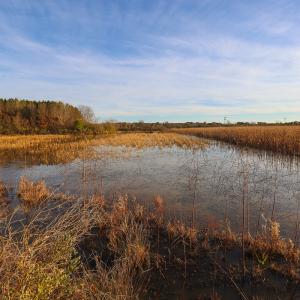 Photo #20 of SOLD property in 316 Cedar Landing Rd, Windsor, NC 88.0 acres