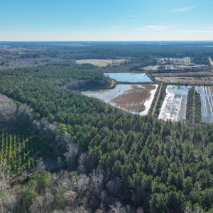 Photo #8 of SOLD property in 316 Cedar Landing Rd, Windsor, NC 88.0 acres