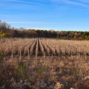 Photo #21 of SOLD property in 316 Cedar Landing Rd, Windsor, NC 88.0 acres