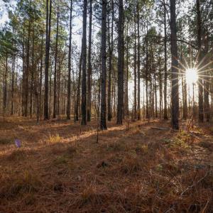 Photo #24 of SOLD property in 316 Cedar Landing Rd, Windsor, NC 88.0 acres