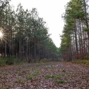 Photo #25 of SOLD property in 316 Cedar Landing Rd, Windsor, NC 88.0 acres