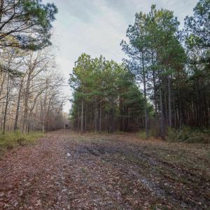 Photo #26 of SOLD property in 316 Cedar Landing Rd, Windsor, NC 88.0 acres