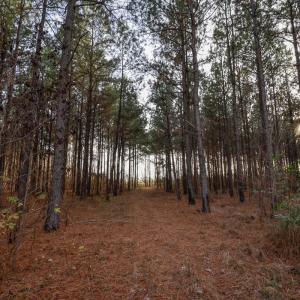 Photo #27 of SOLD property in 316 Cedar Landing Rd, Windsor, NC 88.0 acres
