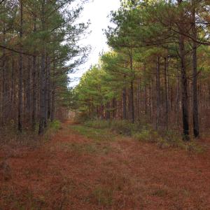 Photo #28 of SOLD property in 316 Cedar Landing Rd, Windsor, NC 88.0 acres