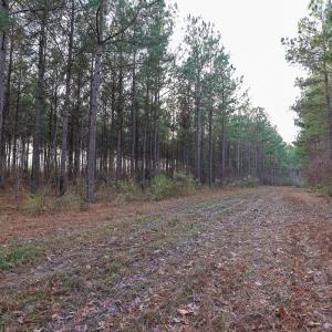 Photo #34 of SOLD property in 316 Cedar Landing Rd, Windsor, NC 88.0 acres