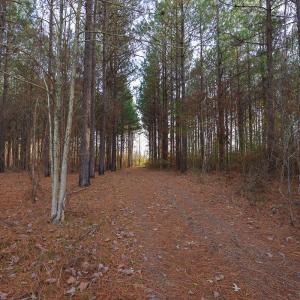 Photo #35 of SOLD property in 316 Cedar Landing Rd, Windsor, NC 88.0 acres