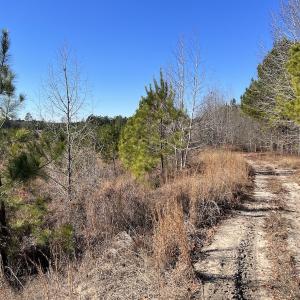 Photo #21 of SOLD property in 01 Josey Williams Road, Erwin, NC 10.9 acres