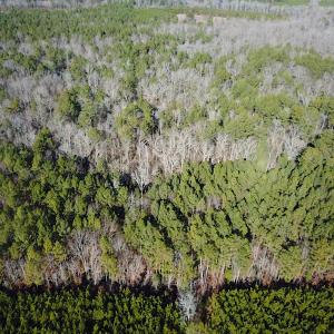 Photo #4 of SOLD property in 7251 Baxter Rd, Disputanta, VA 21.8 acres