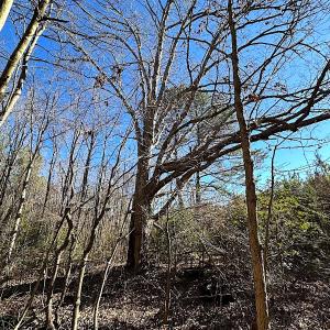 Photo #13 of SOLD property in 7251 Baxter Rd, Disputanta, VA 21.8 acres