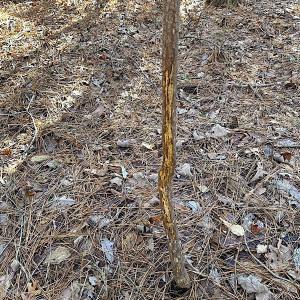 Photo #14 of SOLD property in 7251 Baxter Rd, Disputanta, VA 21.8 acres