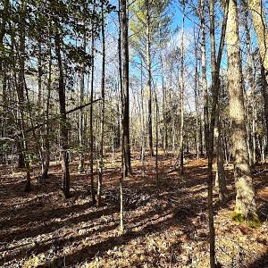 Photo #18 of SOLD property in 7251 Baxter Rd, Disputanta, VA 21.8 acres