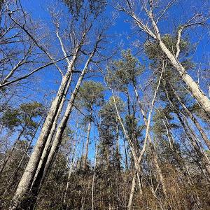 Photo #20 of SOLD property in 7251 Baxter Rd, Disputanta, VA 21.8 acres
