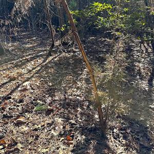 Photo #21 of SOLD property in 7251 Baxter Rd, Disputanta, VA 21.8 acres