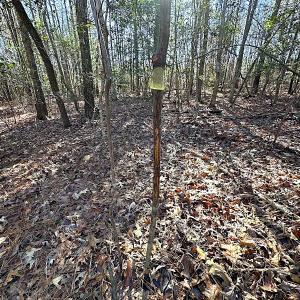Photo #23 of SOLD property in 7251 Baxter Rd, Disputanta, VA 21.8 acres