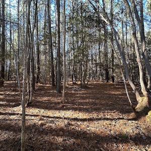 Photo #26 of SOLD property in 7251 Baxter Rd, Disputanta, VA 21.8 acres
