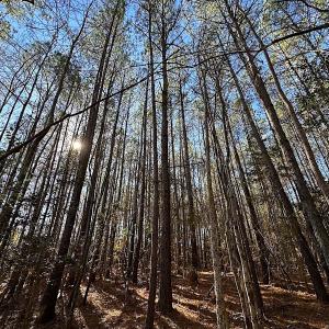 Photo #27 of SOLD property in 7251 Baxter Rd, Disputanta, VA 21.8 acres