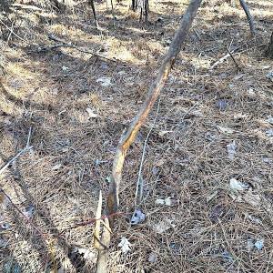 Photo #30 of SOLD property in 7251 Baxter Rd, Disputanta, VA 21.8 acres