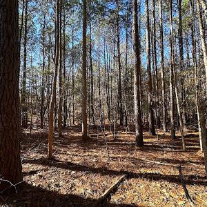 Photo #31 of SOLD property in 7251 Baxter Rd, Disputanta, VA 21.8 acres