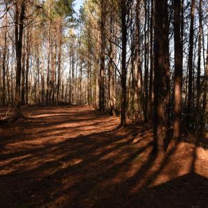 Photo #20 of SOLD property in Off Cattail Road, Elm City, NC 44.9 acres