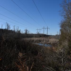 Photo #23 of SOLD property in Off Cattail Road, Elm City, NC 44.9 acres