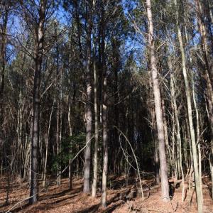 Photo #24 of SOLD property in Off Cattail Road, Elm City, NC 44.9 acres