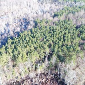 Photo #8 of SOLD property in Off Cattail Road, Elm City, NC 44.9 acres