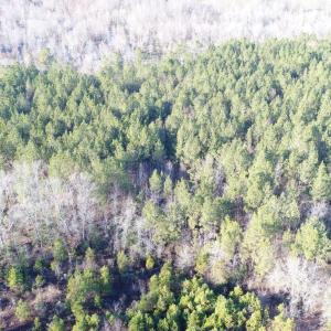 Photo #10 of SOLD property in Off Cattail Road, Elm City, NC 44.9 acres
