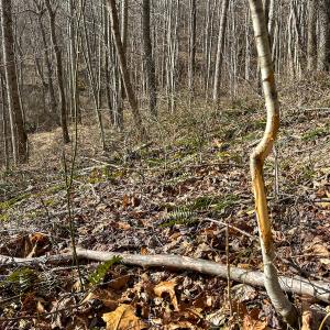 Photo #22 of SOLD property in Off Schultz Hollow Rd, Bluefield, VA 10.2 acres