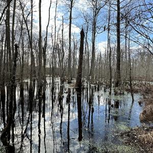 Photo #11 of SOLD property in Off Golden Hill Rd, Elberon, VA 100.0 acres