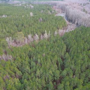 Photo #12 of SOLD property in Off Golden Hill Rd, Elberon, VA 100.0 acres