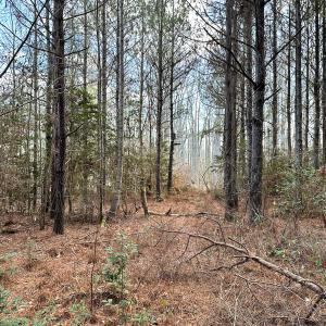Photo #13 of SOLD property in Off Golden Hill Rd, Elberon, VA 100.0 acres